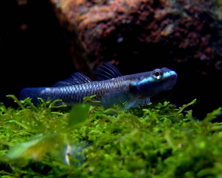 Neon Blue Goby The Trop Company