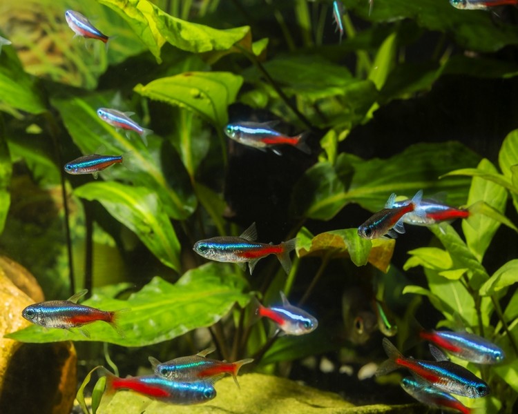 cost of neon tetra fish