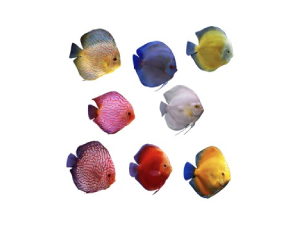 Buy Assorted Fish - The Trop Company