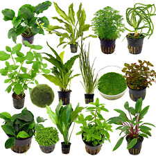 Live Aquarium Plants Live Aquarium Plants
