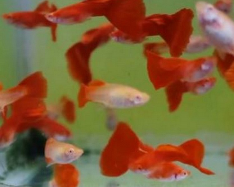 albino full red guppy care