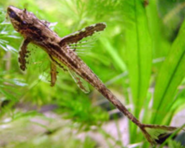 Whiptail Catfish - Rineloricaria Lanceolata ~ 5cm