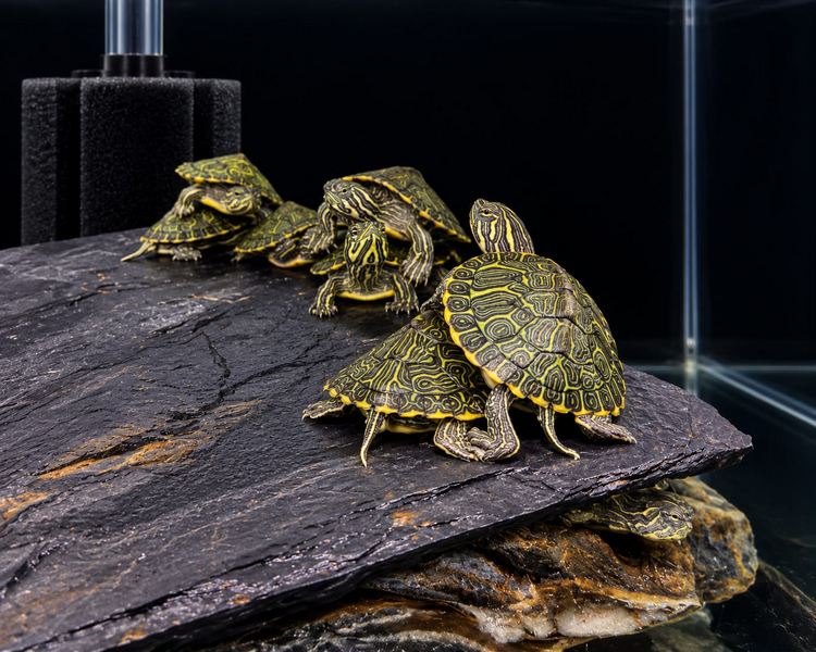 River Cooter The Trop Company