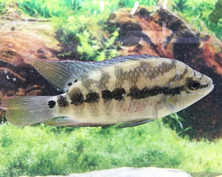 salvini cichlid care