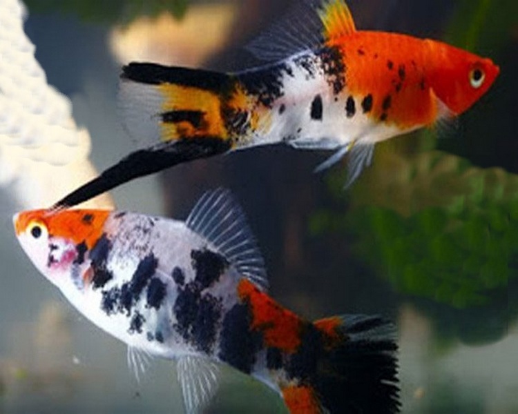 Sanke Koi Swordtail ~ 2-3cm