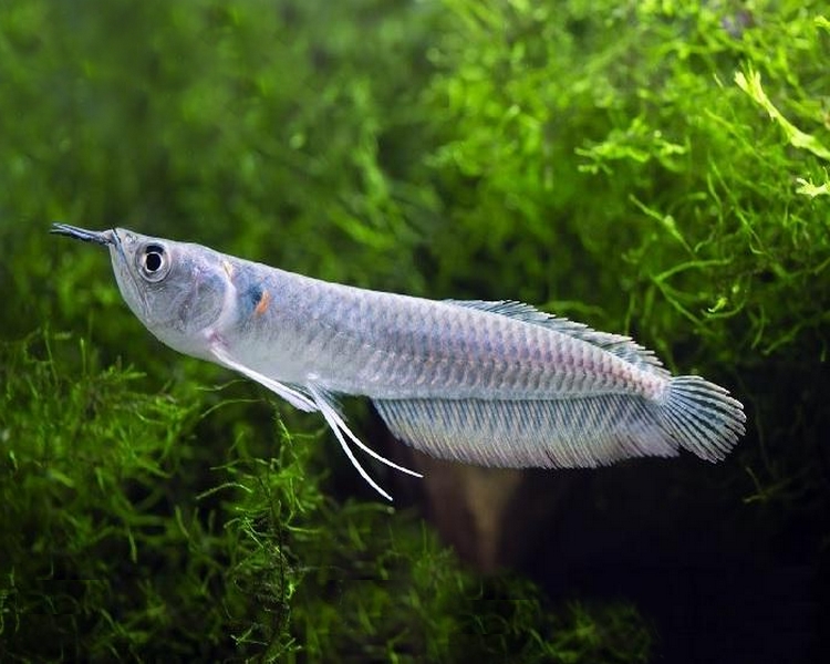 Feeding in African arowanas