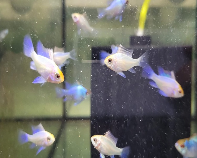 Electric Blue Yellow Head Rams ~ 3-4cm