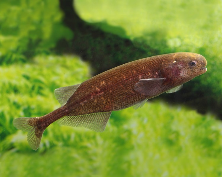 African Baby Whale Fish ~ 10cm