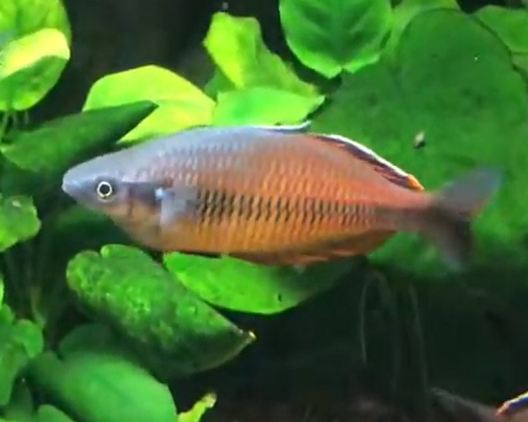 Ajamaru lakes rainbow ~ 3cm
