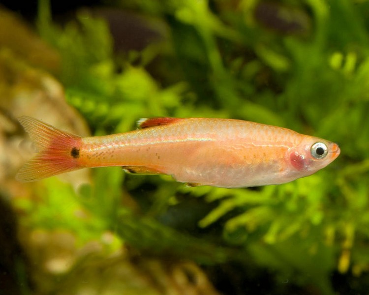 Gold White Cloud Mountain Minnow - Tanichthys Albonubes The Trop Company