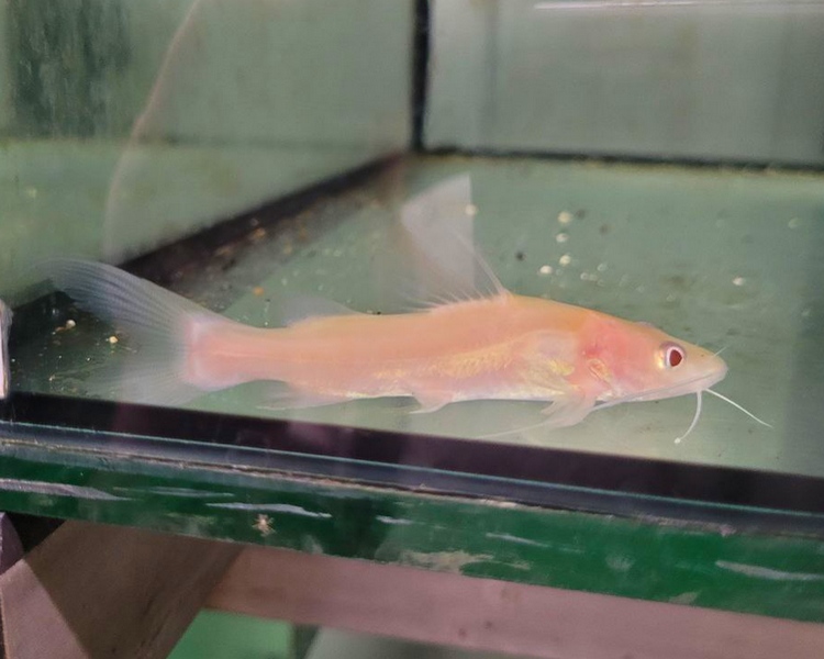 Albino Asian Redtail Catfish ~ 7cm - 8cm