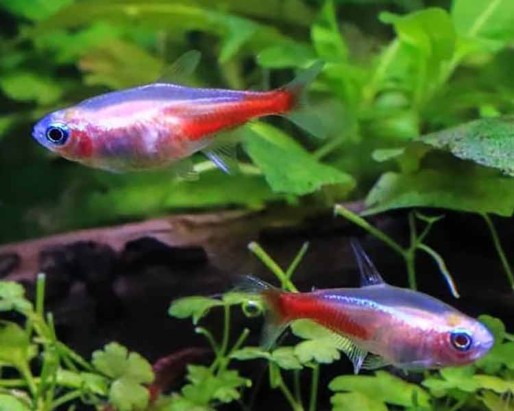 Albino Neon Tetra ~ 2cm