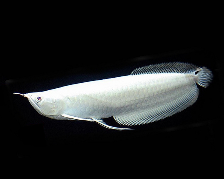 Albino Silver Arowana ~ 12-15cm SPECIAL OFFER