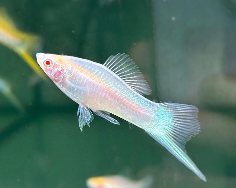 Albino Swordtail ~ 3cm - 4cm