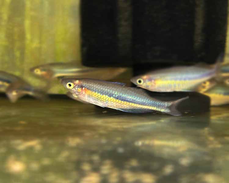 Allens Rainbowfish ~ 7cm