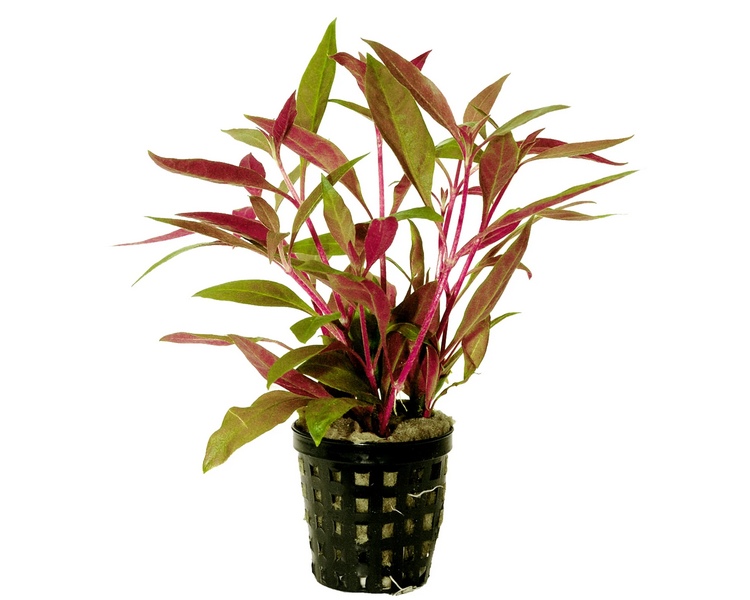 Alternanthera Reineckii Splendida - 5cm Pot.