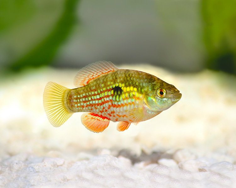Florida Flagfish ~ 3-5cm