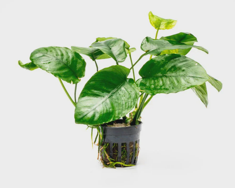 Anubias barteri Wrinkle leaf - 5cm Pot.