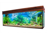 Fish Tanks