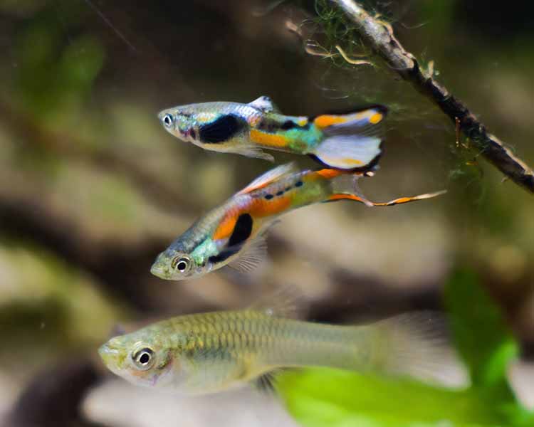 Assorted Endler Guppy - Male ~ 2cm
