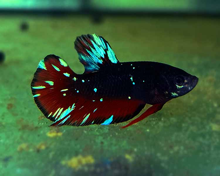 Male Avatar Betta Fighting Fish ~ 3cm