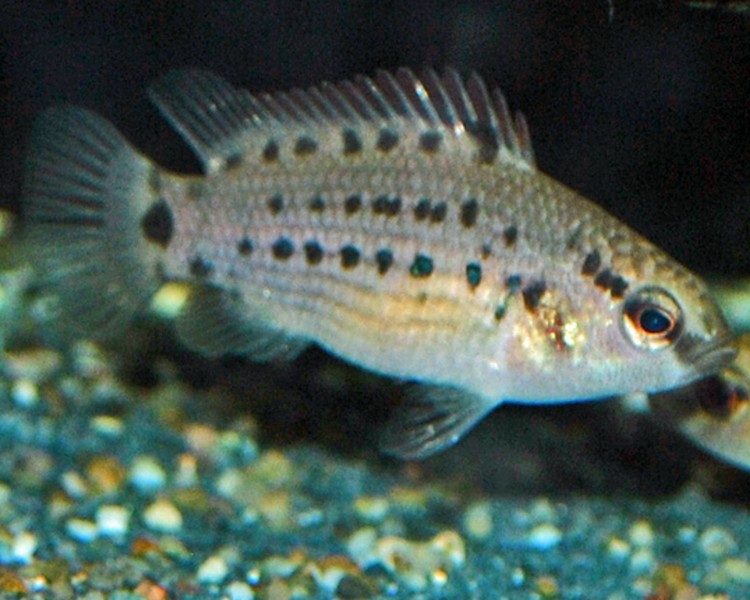 Dwarf Chameleon Badis ~ 2cm