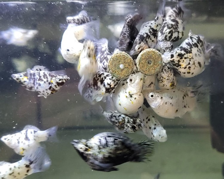 Marble Balloon Mollies ~ 3-4cm