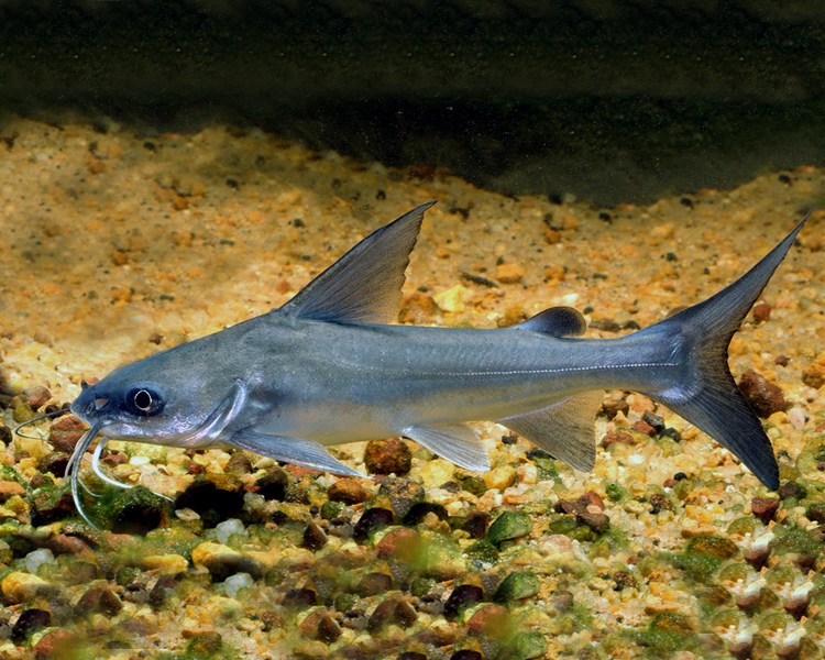 Berneyi Shark Catfish ~ 30cm