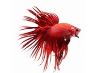 Siamese Fighters & Other Betta