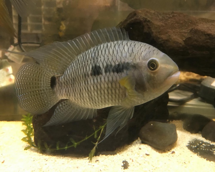 Black Acara ~ 4-5cm