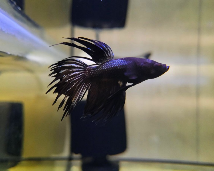 Black Male Crown Tail Betta Siamese Fighting Fish ~ 4.5cm - 5cm