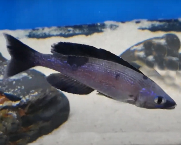 Cyprichromis Kiriza Black ~ 5cm