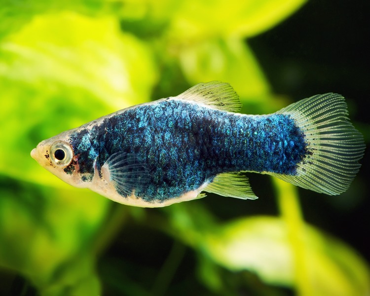 Black Platy ~ 2cm