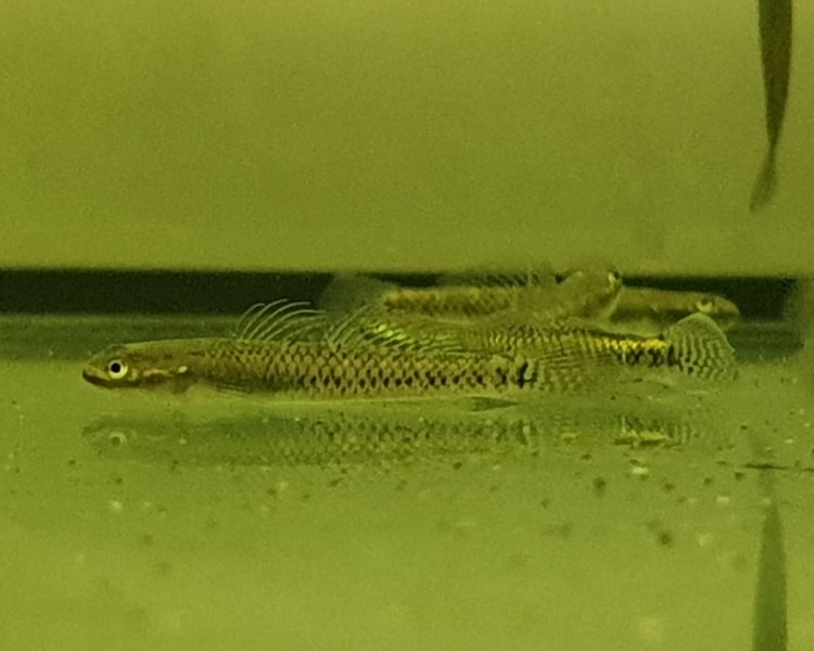 Black Riffle Goby ~ 3cm - 4cm