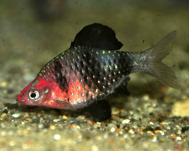 Black Ruby Barb ~ 2.5cm - 3cm
