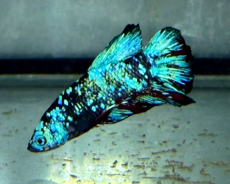 Black Star Dust Betta Fish - Male ~ 3cm