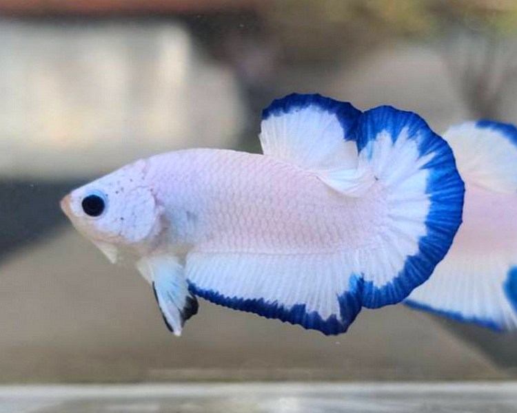 Betta Splendens The Trop Company