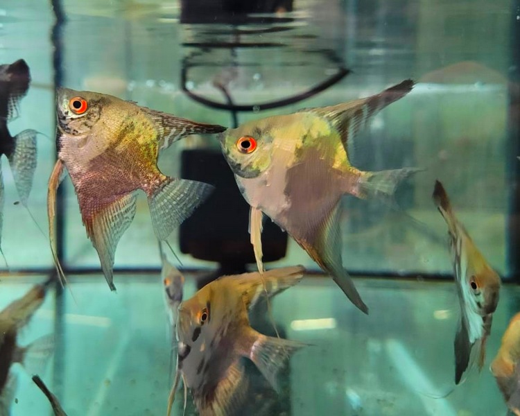 Red angelfish hot sale freshwater