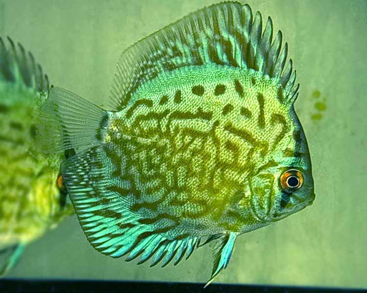 Cobalt Blue Discus ~ 8cm