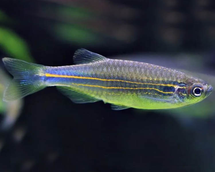 Blue Danio ~ 2-3cm