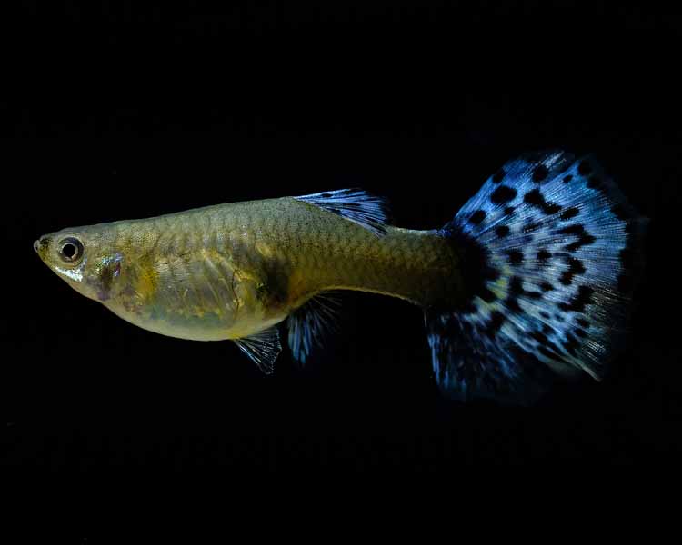 Blue Grass Guppy - Female ~ 3cm