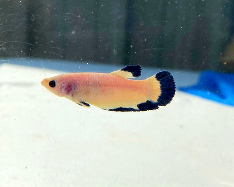 Blue Rim Female Betta ~ 3-4cm