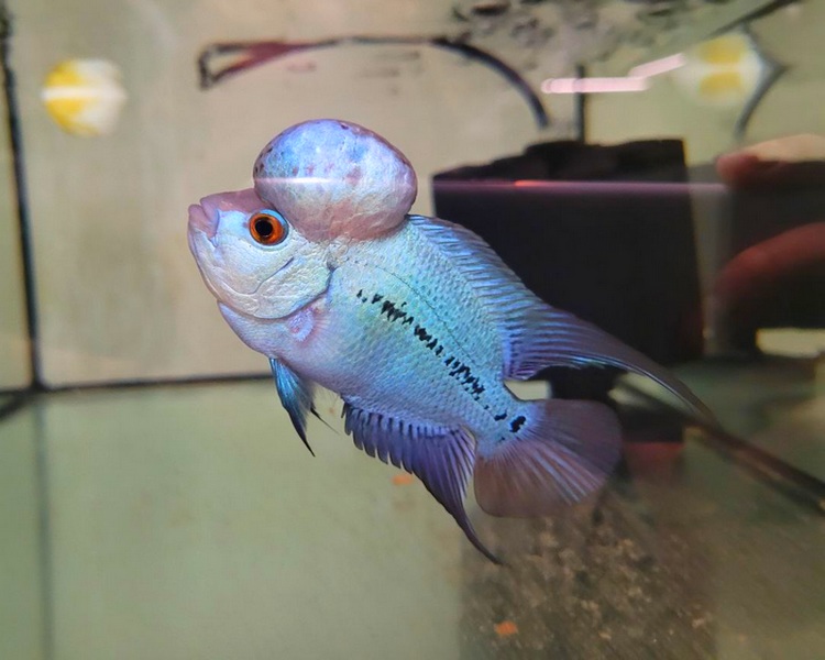 High Grade Blue Silk Flowerhorn Cichlid ~ 7cm