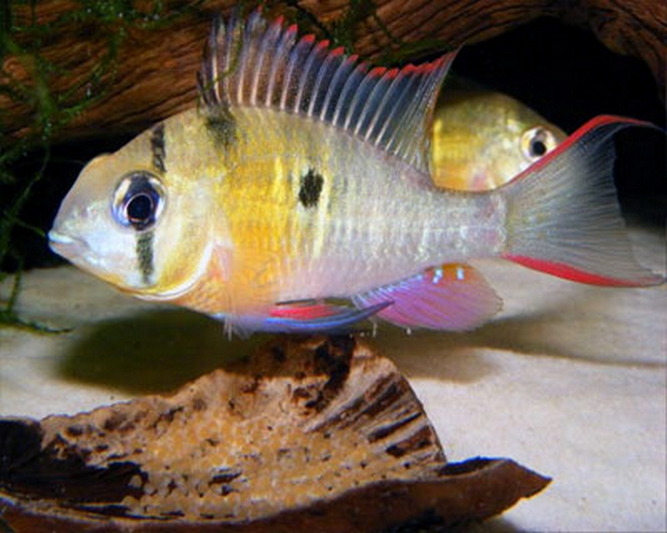Bolivian Red Rams Mikrogeophagus altispinosus The Trop Company