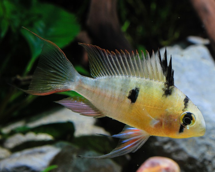 Bolivian Red Ram ~ 3.5cm