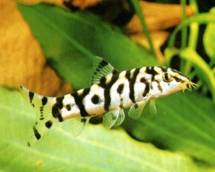 Yoyo Loach 