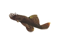 Catfish Catfish