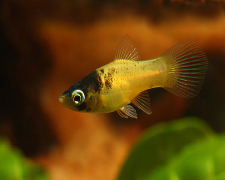 Bumble Bee Platy - Xiphophorus Maculatus/Variatus The Trop Company