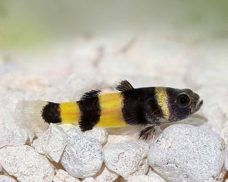 Bumble Bee Goby ~ 2cm - 3cm