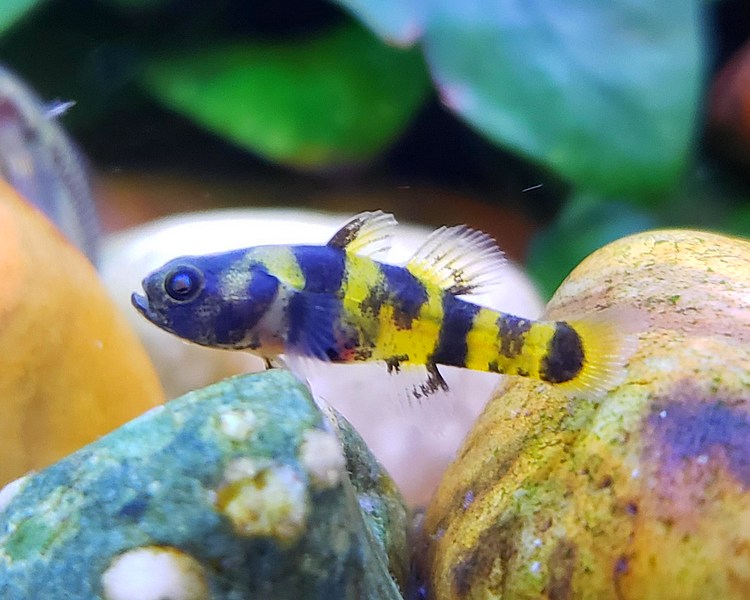 Frehswater Bumble Bee Goby ~ 2cm